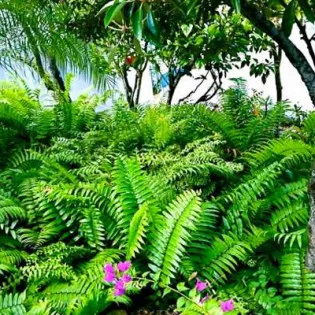  vacation rental photo St Barthelemy WV MAG Villa MAG st barts villa maggar01 desktop SBP